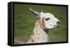 Brown and White Llama-SusanFeldberg-Framed Stretched Canvas