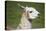 Brown and White Llama-SusanFeldberg-Stretched Canvas