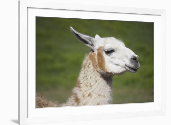 Brown and White Llama-SusanFeldberg-Framed Photographic Print