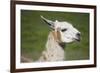 Brown and White Llama-SusanFeldberg-Framed Photographic Print