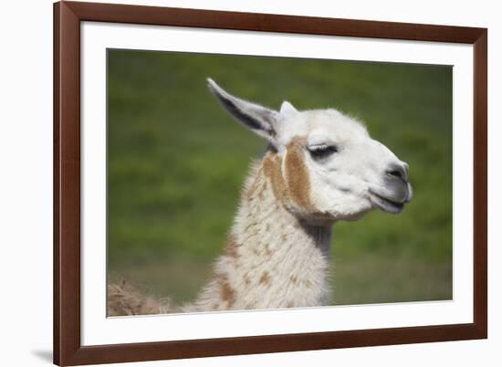 Brown and White Llama-SusanFeldberg-Framed Photographic Print