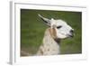 Brown and White Llama-SusanFeldberg-Framed Photographic Print