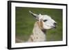 Brown and White Llama-SusanFeldberg-Framed Photographic Print