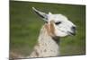 Brown and White Llama-SusanFeldberg-Mounted Photographic Print