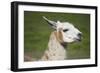 Brown and White Llama-SusanFeldberg-Framed Photographic Print