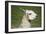 Brown and White Llama-SusanFeldberg-Framed Photographic Print