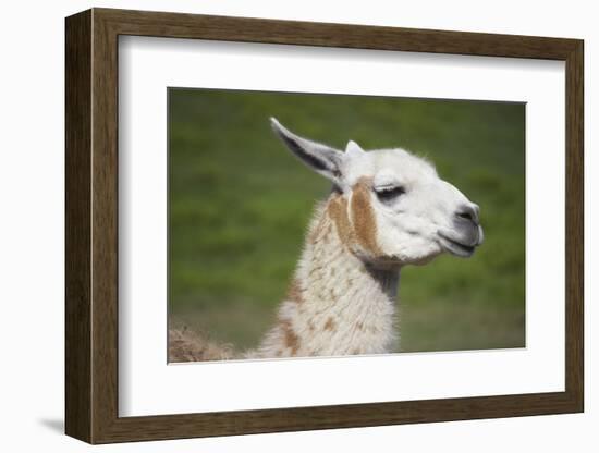 Brown and White Llama-SusanFeldberg-Framed Photographic Print