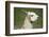 Brown and White Llama-SusanFeldberg-Framed Photographic Print