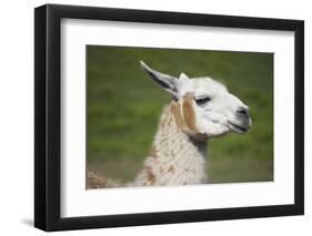 Brown and White Llama-SusanFeldberg-Framed Photographic Print