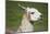 Brown and White Llama-SusanFeldberg-Mounted Photographic Print