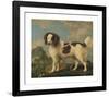 Brown and White Norfolk Spaniel-George Stubbs-Framed Premium Giclee Print