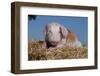 Brown and White Piglet Lying on Straw Bale, Sycamore, Illinois, USA-Lynn M^ Stone-Framed Photographic Print