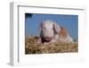 Brown and White Piglet Lying on Straw Bale, Sycamore, Illinois, USA-Lynn M^ Stone-Framed Photographic Print