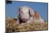 Brown and White Piglet Lying on Straw Bale, Sycamore, Illinois, USA-Lynn M^ Stone-Mounted Photographic Print