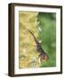 Brown Anole (Anolis sagrei) introduced species, adult male, flashing throat fan-Edward Myles-Framed Photographic Print