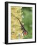 Brown Anole (Anolis sagrei) introduced species, adult male, flashing throat fan-Edward Myles-Framed Photographic Print