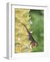 Brown Anole (Anolis sagrei) introduced species, adult male, flashing throat fan-Edward Myles-Framed Photographic Print