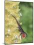 Brown Anole (Anolis sagrei) introduced species, adult male, flashing throat fan-Edward Myles-Mounted Photographic Print