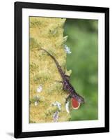 Brown Anole (Anolis sagrei) introduced species, adult male, flashing throat fan-Edward Myles-Framed Photographic Print