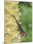 Brown Anole (Anolis sagrei) introduced species, adult male, flashing throat fan-Edward Myles-Mounted Photographic Print