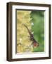 Brown Anole (Anolis sagrei) introduced species, adult male, flashing throat fan-Edward Myles-Framed Photographic Print