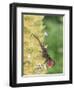 Brown Anole (Anolis sagrei) introduced species, adult male, flashing throat fan-Edward Myles-Framed Photographic Print