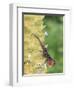 Brown Anole (Anolis sagrei) introduced species, adult male, flashing throat fan-Edward Myles-Framed Photographic Print