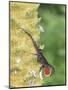 Brown Anole (Anolis sagrei) introduced species, adult male, flashing throat fan-Edward Myles-Mounted Photographic Print