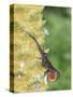 Brown Anole (Anolis sagrei) introduced species, adult male, flashing throat fan-Edward Myles-Stretched Canvas