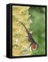 Brown Anole (Anolis sagrei) introduced species, adult male, flashing throat fan-Edward Myles-Framed Stretched Canvas
