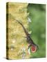 Brown Anole (Anolis sagrei) introduced species, adult male, flashing throat fan-Edward Myles-Stretched Canvas