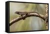 Brown Anole Lizard-Richard T. Nowitz-Framed Stretched Canvas