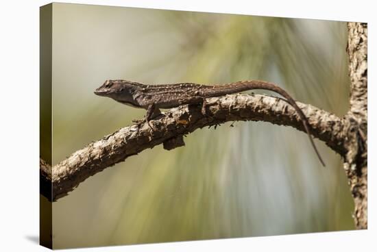 Brown Anole Lizard-Richard T. Nowitz-Stretched Canvas
