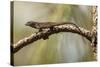 Brown Anole Lizard-Richard T. Nowitz-Stretched Canvas