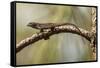 Brown Anole Lizard-Richard T. Nowitz-Framed Stretched Canvas