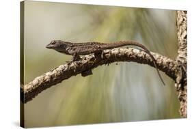 Brown Anole Lizard-Richard T. Nowitz-Stretched Canvas