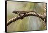 Brown Anole Lizard-Richard T. Nowitz-Framed Stretched Canvas