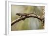 Brown Anole Lizard-Richard T. Nowitz-Framed Photographic Print