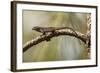 Brown Anole Lizard-Richard T. Nowitz-Framed Photographic Print