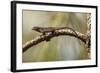 Brown Anole Lizard-Richard T. Nowitz-Framed Photographic Print