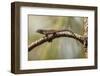 Brown Anole Lizard-Richard T. Nowitz-Framed Photographic Print