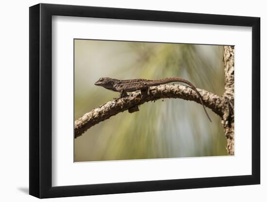 Brown Anole Lizard-Richard T. Nowitz-Framed Photographic Print