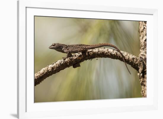 Brown Anole Lizard-Richard T. Nowitz-Framed Photographic Print