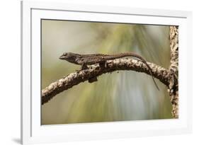 Brown Anole Lizard-Richard T. Nowitz-Framed Photographic Print