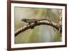 Brown Anole Lizard-Richard T. Nowitz-Framed Photographic Print