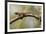 Brown Anole Lizard-Richard T. Nowitz-Framed Photographic Print