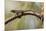 Brown Anole Lizard-Richard T. Nowitz-Mounted Photographic Print
