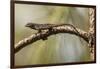 Brown Anole Lizard-Richard T. Nowitz-Framed Photographic Print