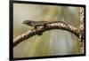 Brown Anole Lizard-Richard T. Nowitz-Framed Photographic Print