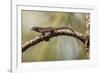 Brown Anole Lizard-Richard T. Nowitz-Framed Photographic Print